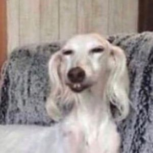 Meet your Posher, Lexi